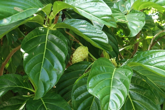 +20 Natural Dried Noni Leaves Ahu Morinda Citrifolia Organic Herbal Fruit Leaf