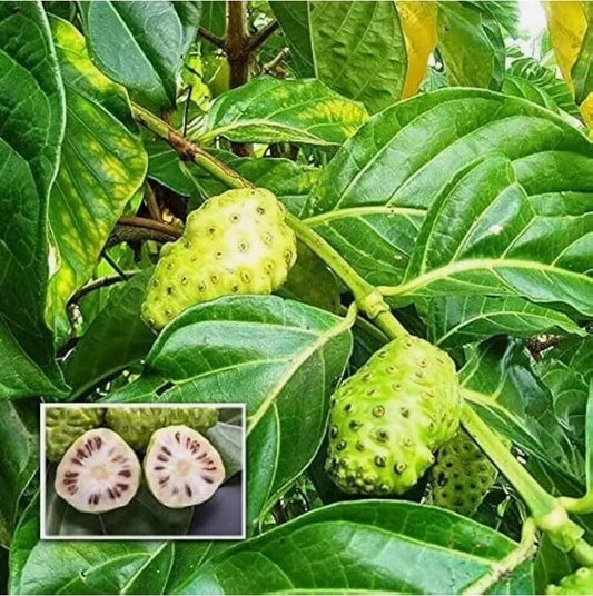 +20 Natural Dried Noni Leaves Ahu Morinda Citrifolia Organic Herbal Fruit Leaf