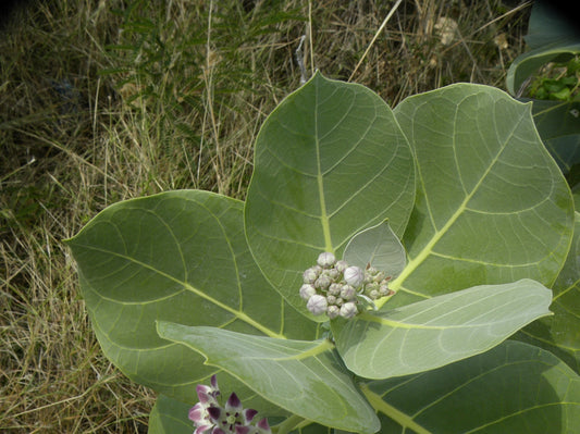 +30 Dried Calotropis Procera Leaves (Sodom Apple / Dead Sea Apple / Ceylon Herb)