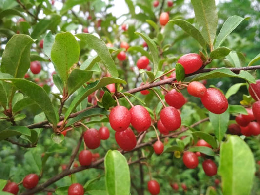 Elaeagnus multiflora (Goumi Berry) Seeds – Hardy Fruit Shrub