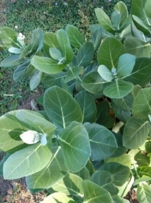 +30 Calotropis Procera Leave Sodom Apple Dead Sea Apple Dried Leaf Herb Ceylon