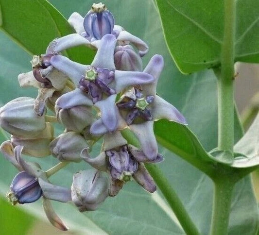 +30 Calotropis Procera Leave Sodom Apple Dead Sea Apple Dried Leaf Herb Ceylon