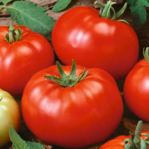 Beefsteak Tomato Seeds – Heirloom, Non-GMO | Large Juicy Slicing Tomatoes | Free Shipping | 1020