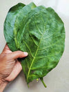 +20 Natural Dried Noni Leaves Ahu Morinda Citrifolia Organic Herbal Fruit Leaf