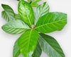 +20 Natural Dried Noni Leaves Ahu Morinda Citrifolia Organic Herbal Fruit Leaf