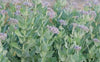 +30 Calotropis Procera Leave Sodom Apple Dead Sea Apple Dried Leaf Herb Ceylon