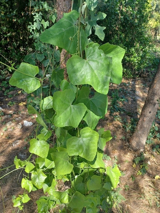 +25g Ivy Gourd  Organic Coccinia Grandis Leaves Kowakka Blood Sugar Herbal Cure