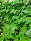 +25g Ivy GourdOrganic Coccinia Grandis Leaves Kowakka Blood Sugar Herbal Cure