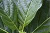 +20 Natural Dried Noni Leaves Ahu Morinda Citrifolia Organic Herbal Fruit Leaf