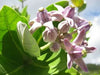 +30 Calotropis Procera Leave Sodom Apple Dead Sea Apple Dried Leaf Herb Ceylon