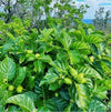 +20 Natural Dried Noni Leaves Ahu Morinda Citrifolia Organic Herbal Fruit Leaf