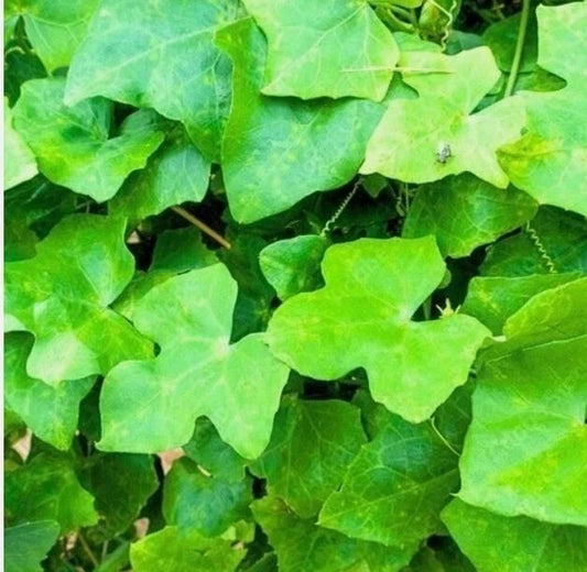 +25g Ivy Gourd  Organic Coccinia Grandis Leaves Kowakka Blood Sugar Herbal Cure