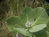 +30 Dried Calotropis Procera Leaves (Sodom Apple / Dead Sea Apple / Ceylon Herb)