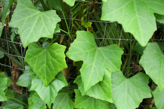 +25g Organic Ivy Gourd Leaves (Coccinia Grandis / Kowakka) – Herbal Support for Blood Sugar