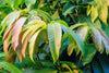 100% Natural Organic Dried Mango Leaves For Manage blood pressure & blood sugar