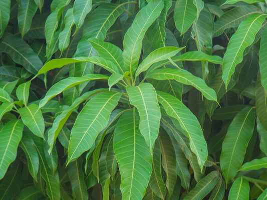 100% Natural Organic Dried Mango Leaves For Manage blood pressure & blood sugar